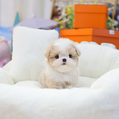 Maltipoo - Banban (Male) $3000
