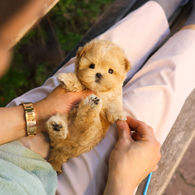 Maltipoo - Peanut (Male)