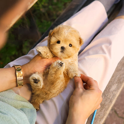 Maltipoo - Peanut (Male)