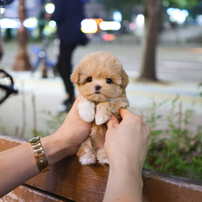 Maltipoo - Allok (Female) $2300