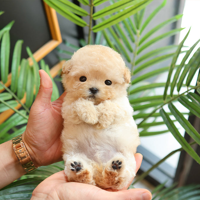 Poodle - Gamja (Female)