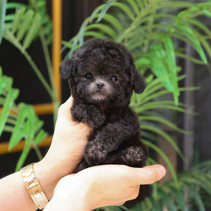 Poodle - Coco (Female)  $5300