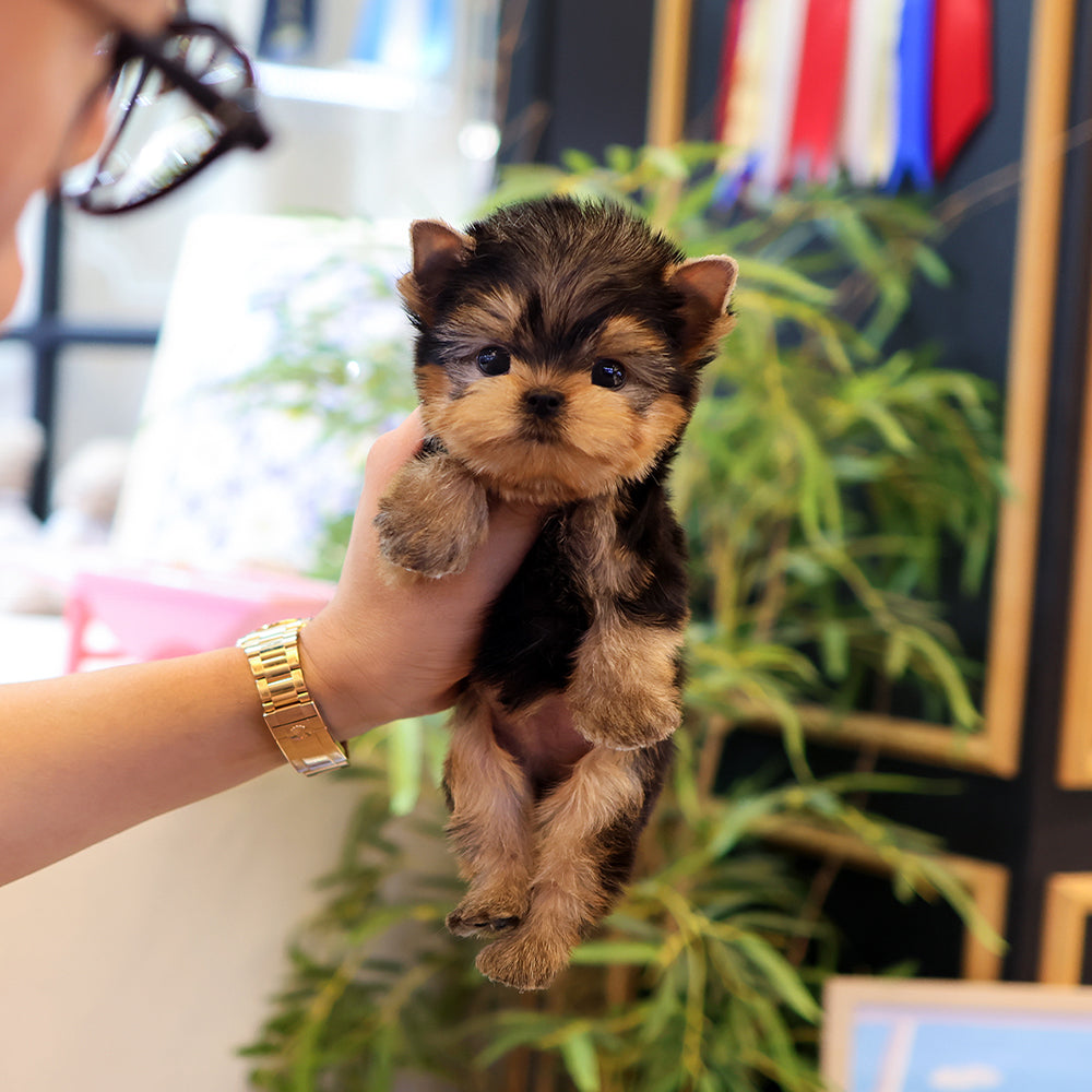 Yorkshire Terrier - Ije (Male)