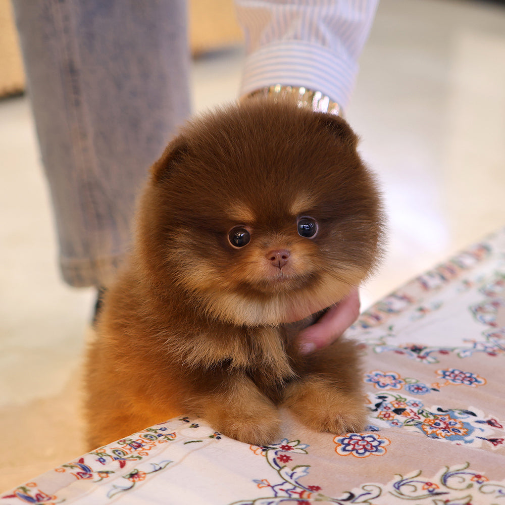 Pomeranian - Gumi (Male) $2500