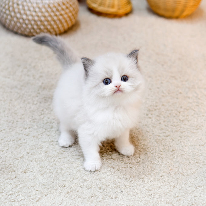 Ragdoll - Kongdol (Male)