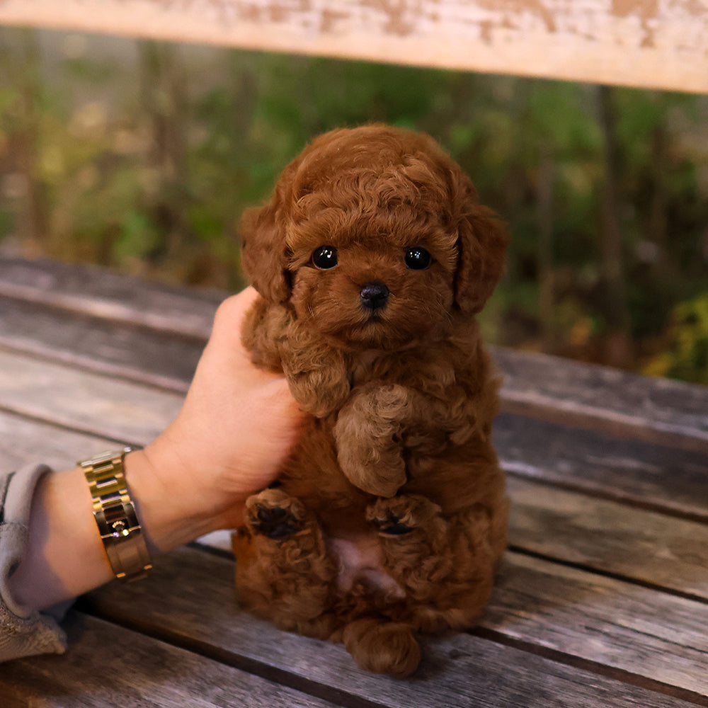 Poodle - Nebeo (Female) $2800
