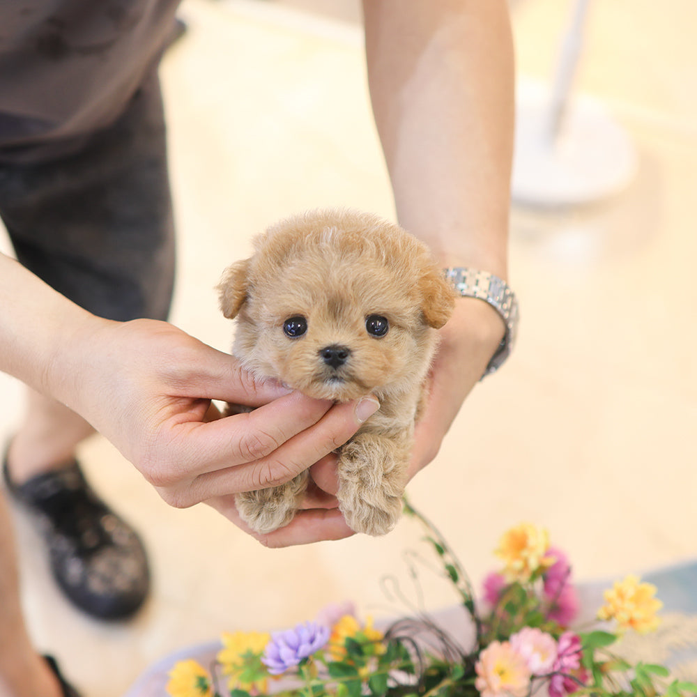 Maltipoo - Kkuang (Female)