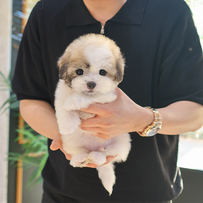 Coton De Tulear - Taetae (Male)