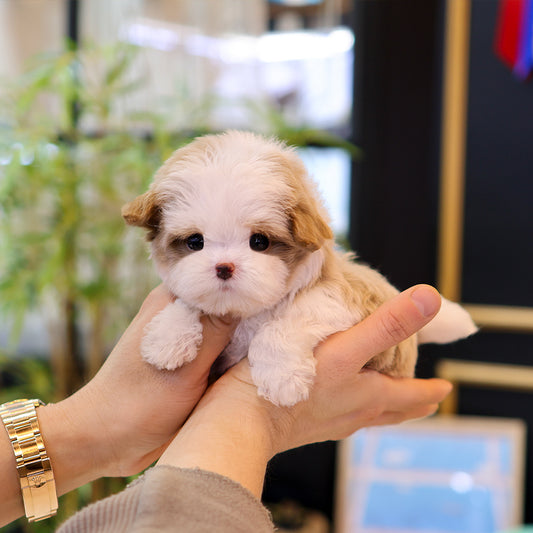 Maltipoo - Inhyeong (Female) $4500
