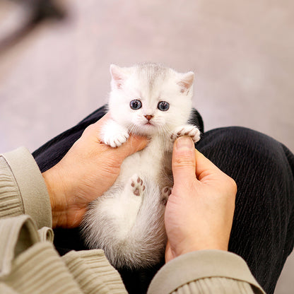 Munchkin - Haeri (Male)