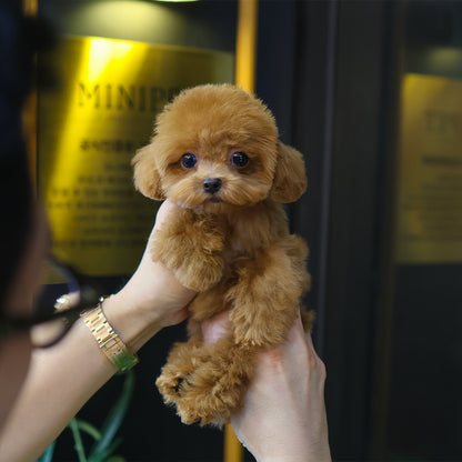 Poodle - Chuchu (Female) $2300