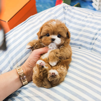 Maltipoo - Camel (Male) $3200