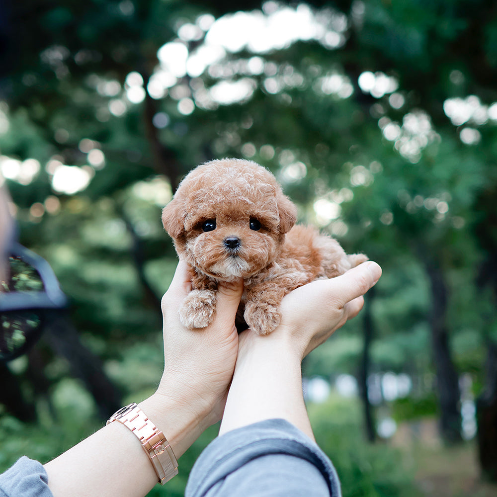 Poodle - Oing (Female) $2500