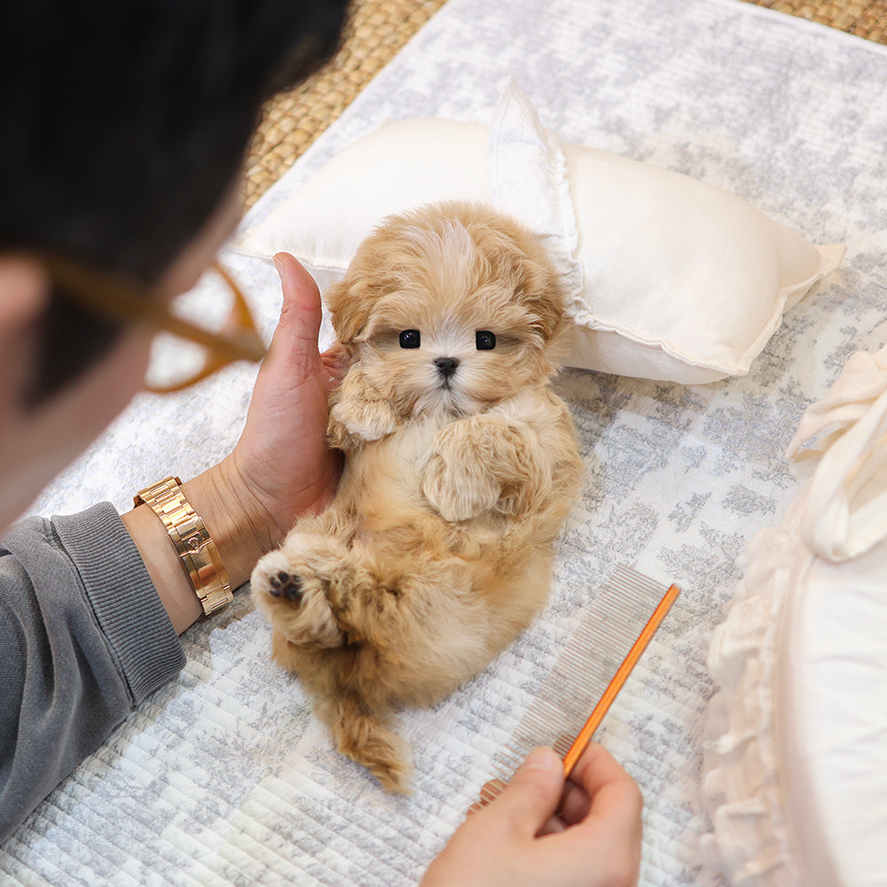 Maltipoo - Kkona (Male) $4000