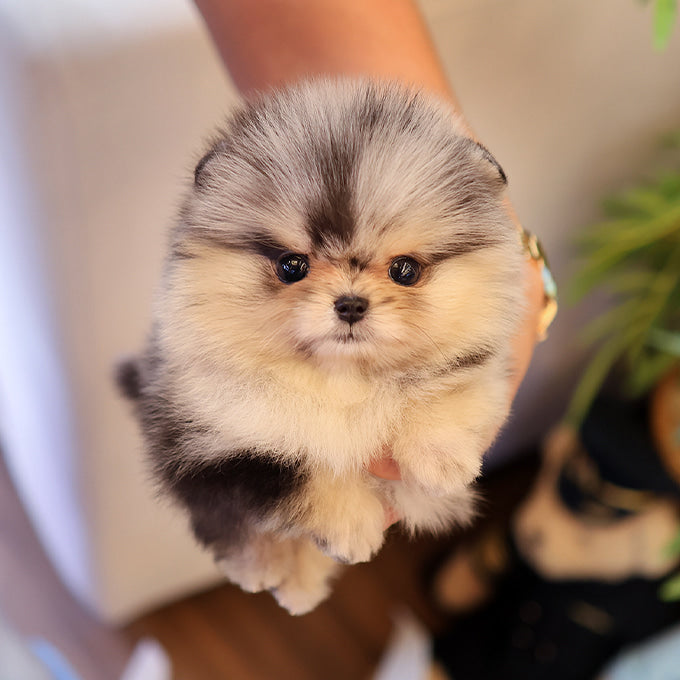 Pomeranian - Reon (Male)
