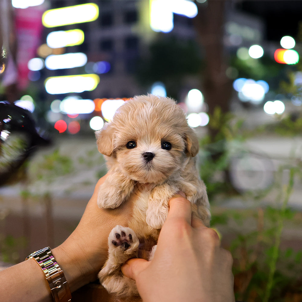 Maltipoo - Egu (Male)
