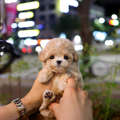Maltipoo - Egu (Male)