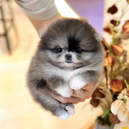 Pomeranian - Risa (Female) $3000