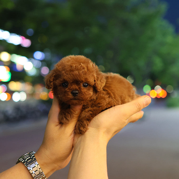 Poodle - Miya (Male)