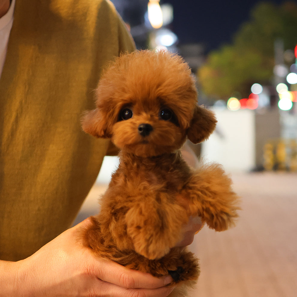 KOREA TEACUP PUPPIES - Poodle - Sera (Female) $3500