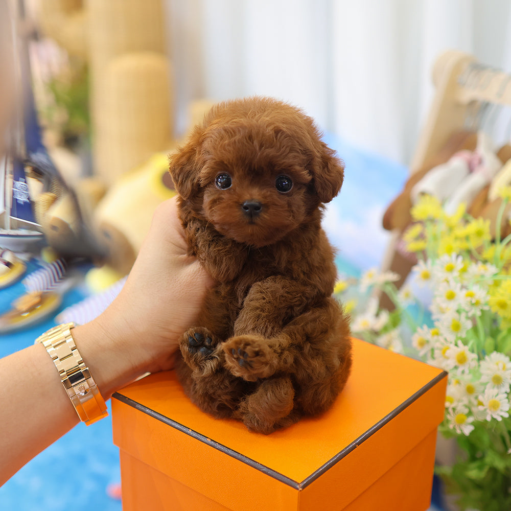 Poodle - Sara (Female) $4000