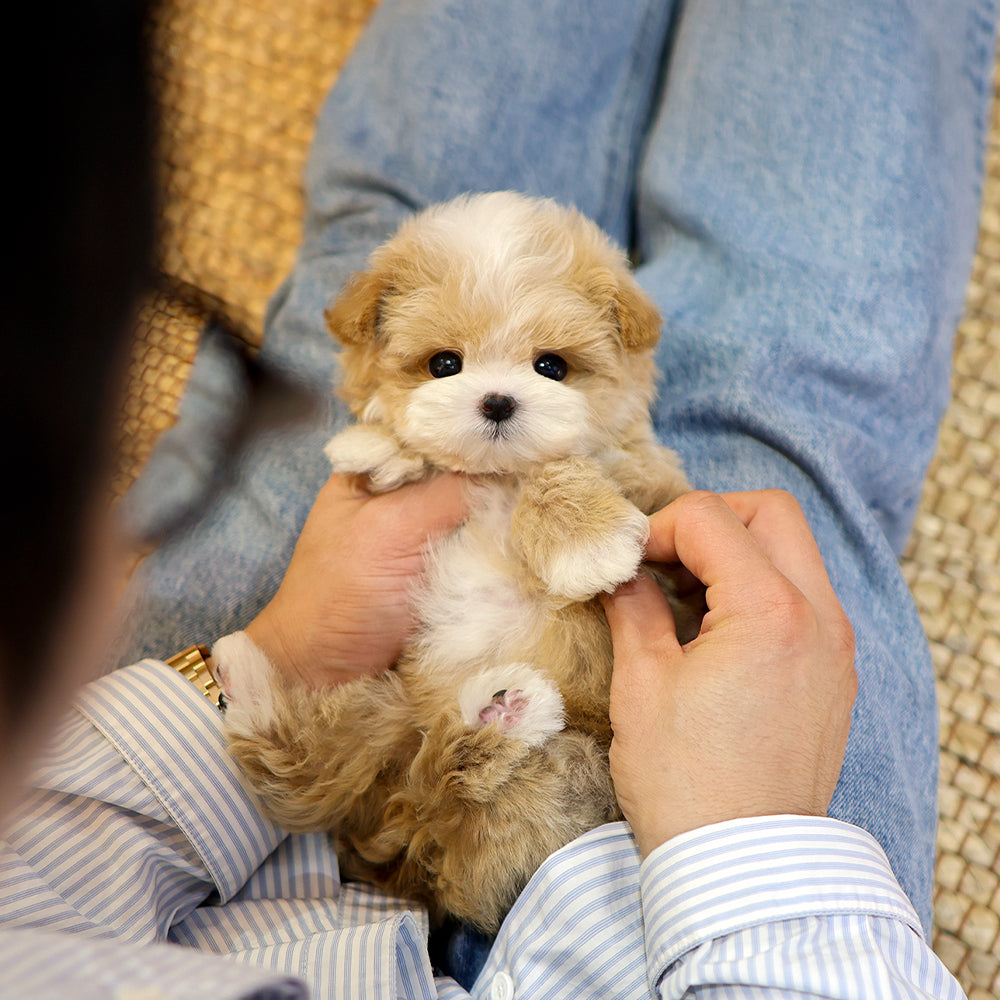 Maltipoo - Ria (Female) $4200