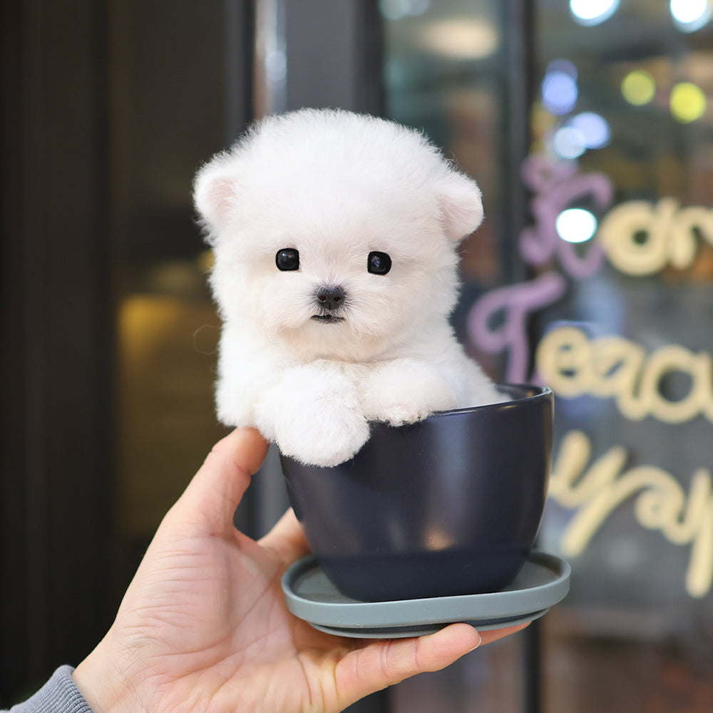 Bichon Frise - Kkumang (Female) $4500