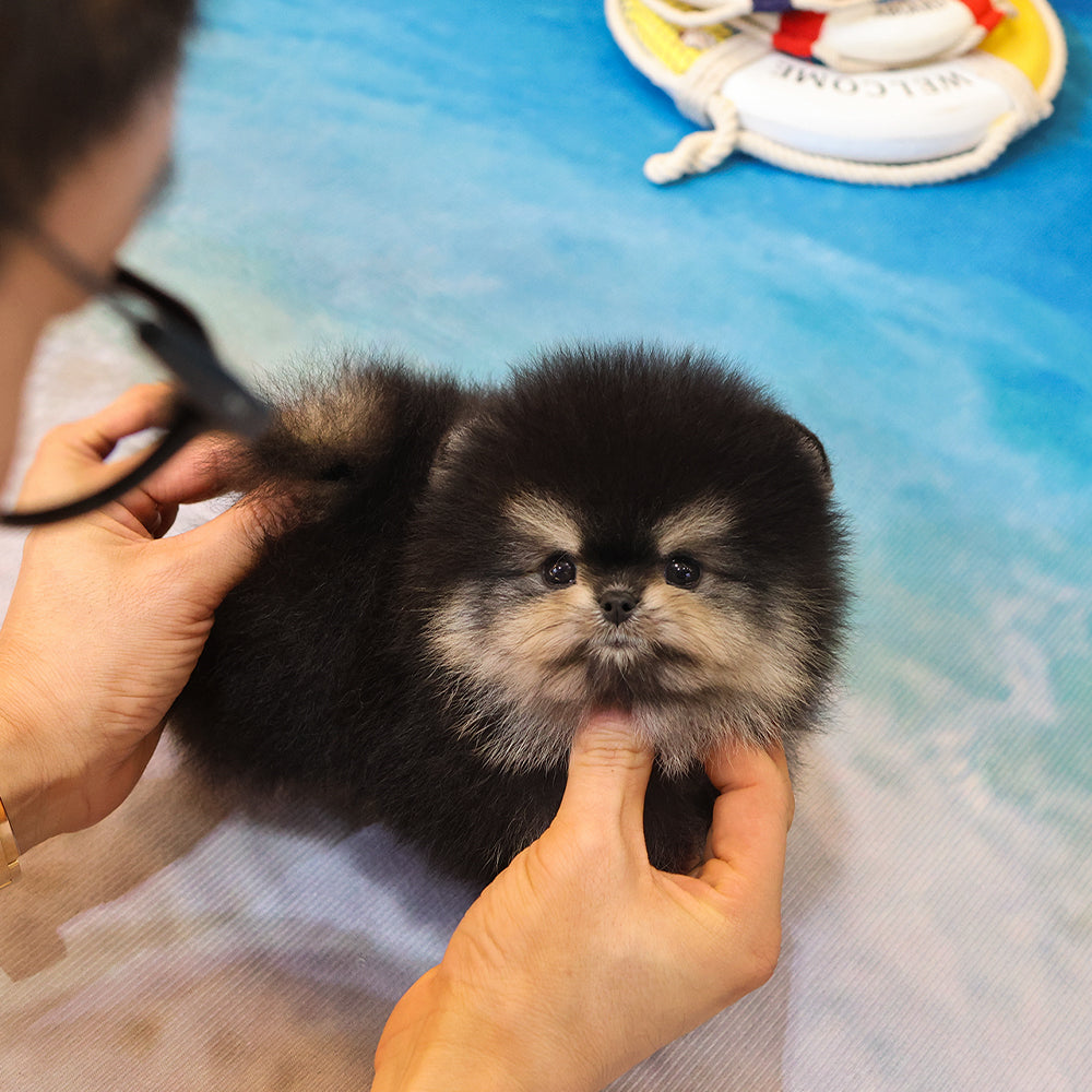Pomeranian - Daseu (Male) $4700