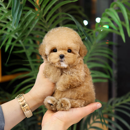 Poodle - Rein (Female) $5200