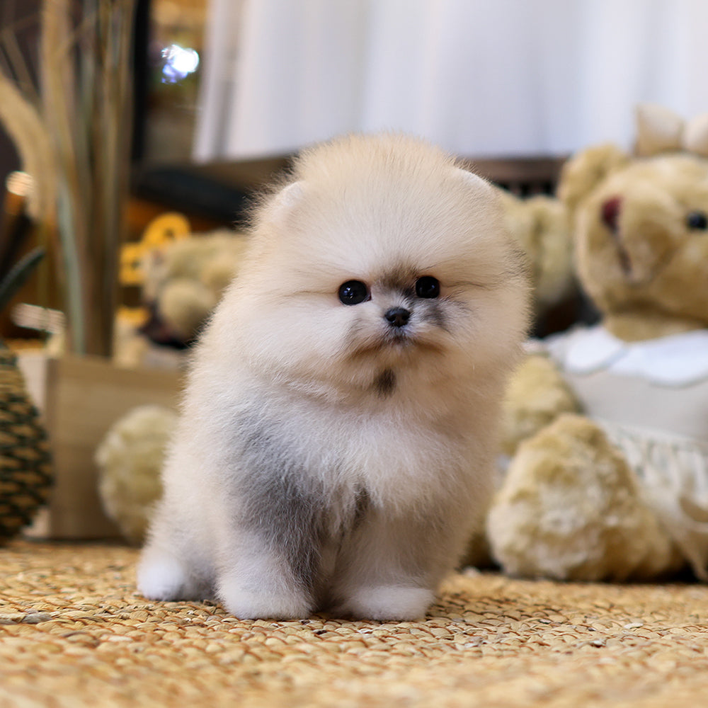Pomeranian - Ppuni (Female) $5200