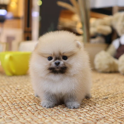 Pomeranian - Coby (Female) $4500