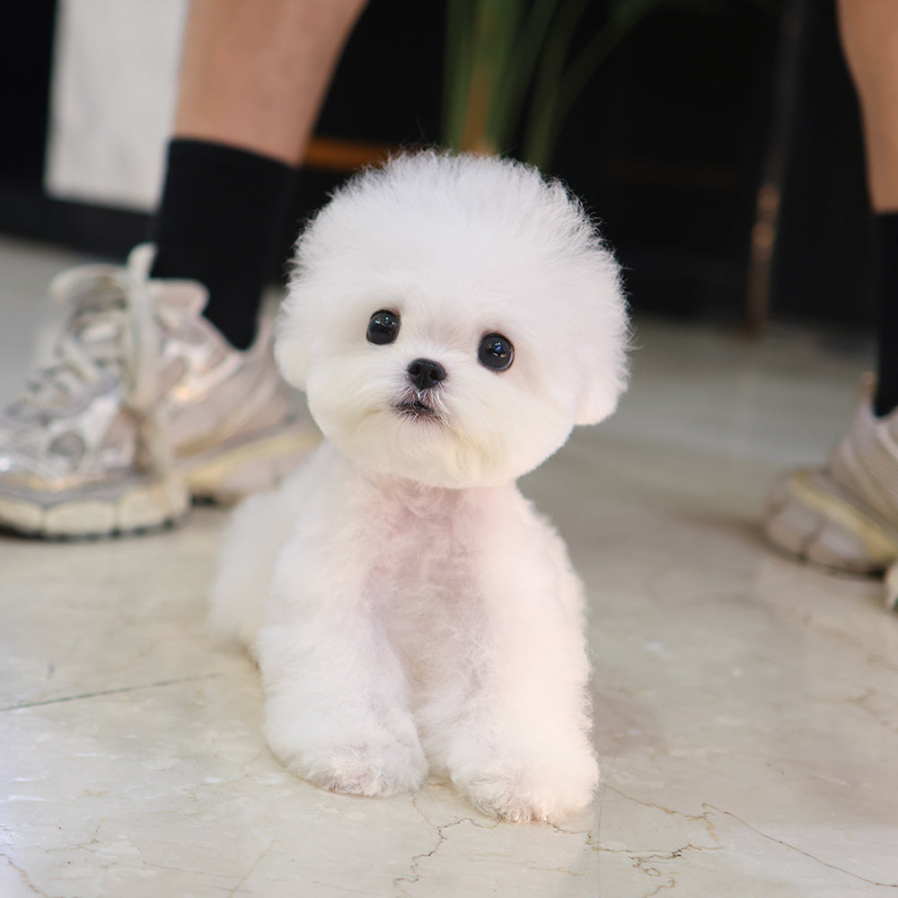 Bichon Frise -Tissue (Female) $3300