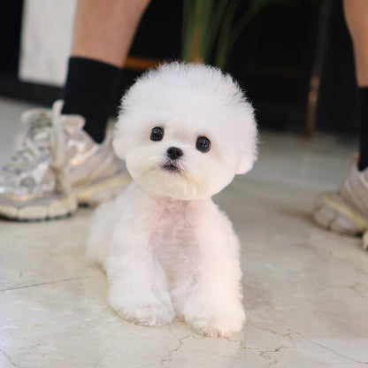 Bichon Frise -Tissue (Female) $3300
