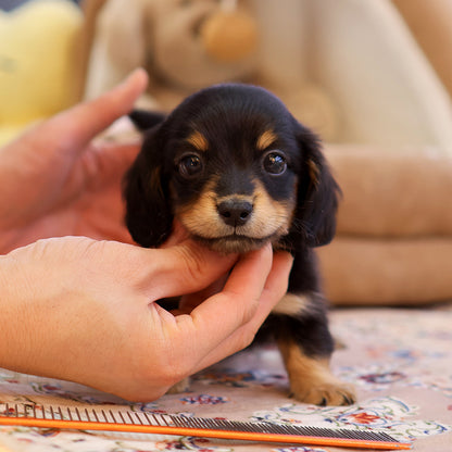 Dachshund - Sangsun (Female) $2800