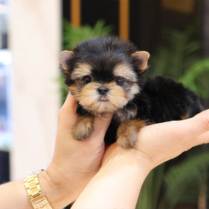 Yorkshire Terrier - Bunny (Male)