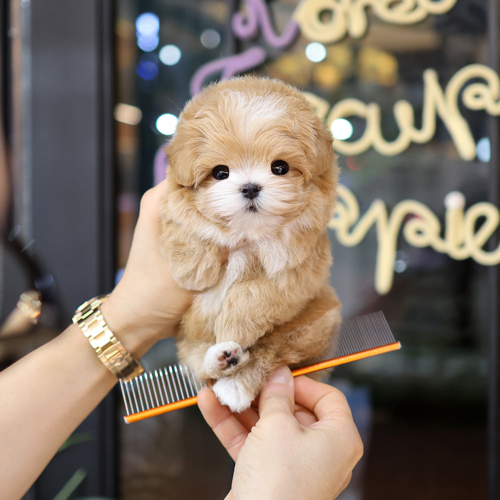 Maltipoo - Roje (Male) $3200