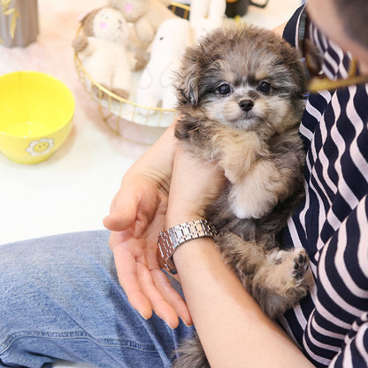 Maltipoo - Adi (Female)