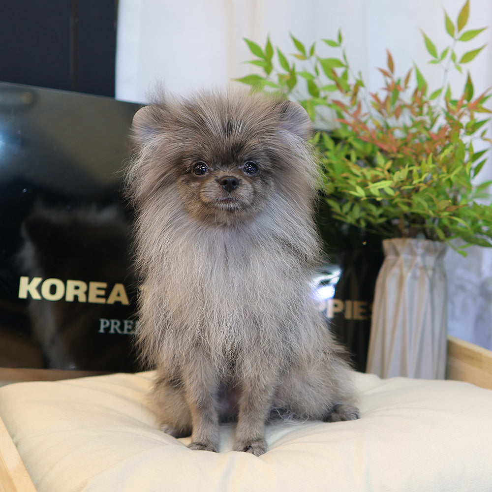 Pomeranian - Yulyi (Male) $2200