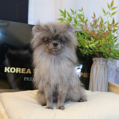 Pomeranian - Yulyi (Male) $2200
