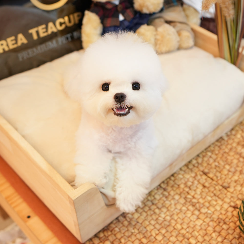 Bichon Frise - Ruka (Male) $ 2500