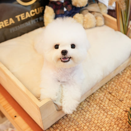 Bichon Frise - Ruka (Male) $ 2500