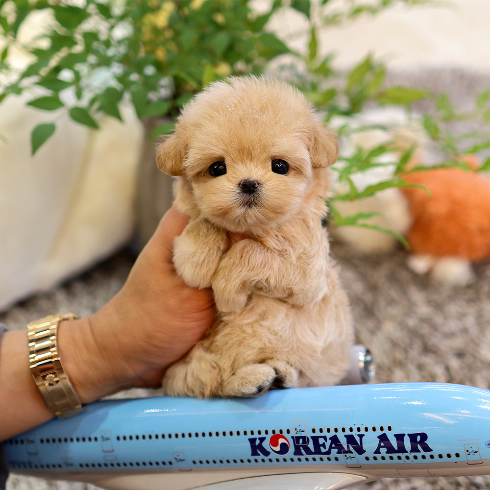 Maltipoo - Rapi (Female) $4000
