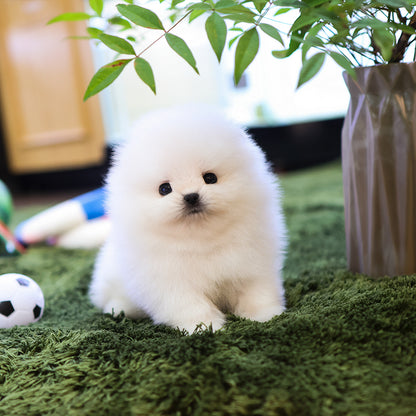 Pomeranian - Beoteo (Male) $4000