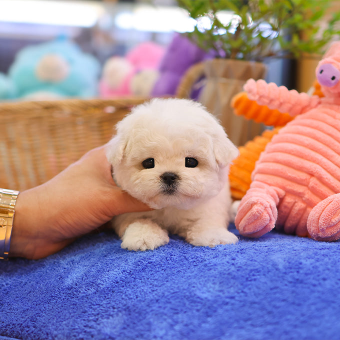 Bichonfrise - Nabi (Female)