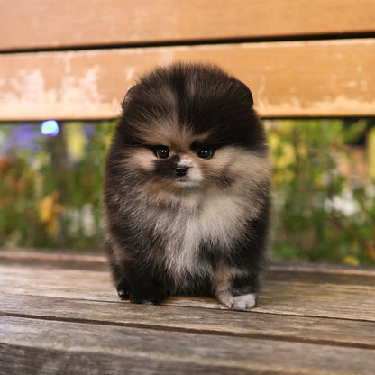 Pomeranian - Jero (Female) $4000