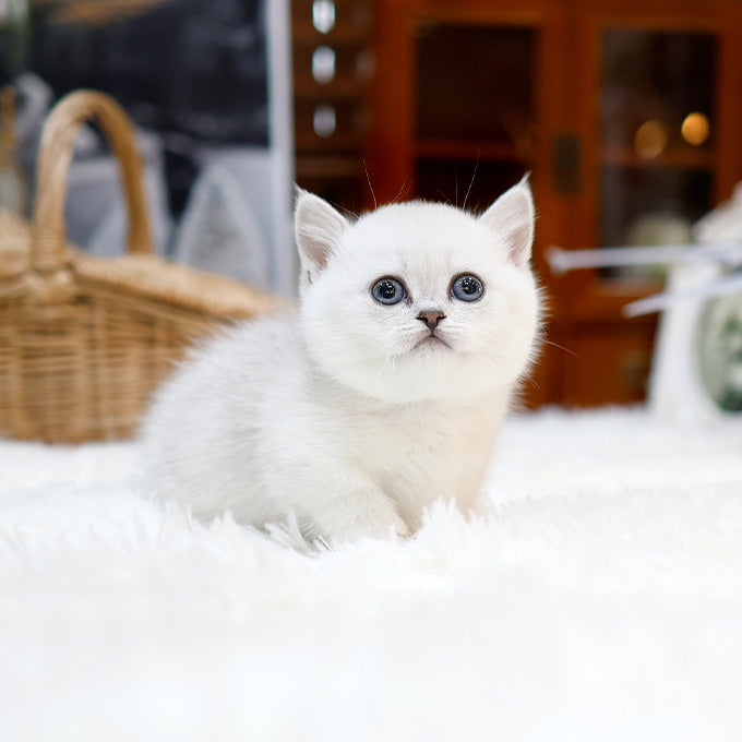 Munchkin - Hodu (Male)