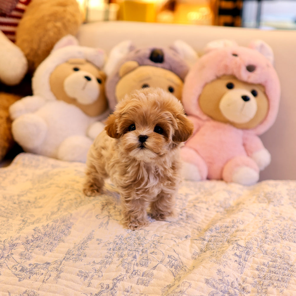 Maltipoo - Ageo (Male) $3600
