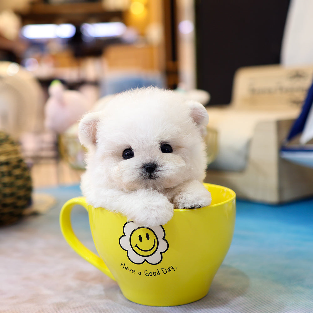 Bichinfrise - Arong (Female) $5200