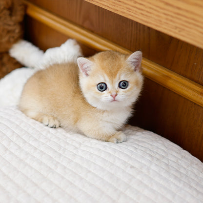 Munchkin - Yaong (Female)