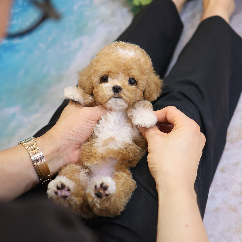 Poodle - Ajji (Female) $4200